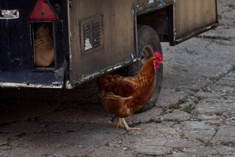 James&amp;Nikkiweb-183