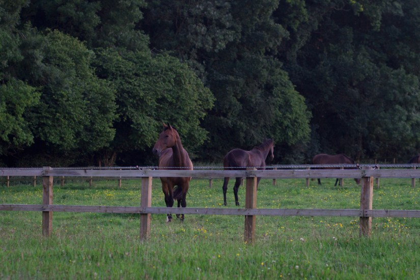 Steph&amp;KitWeb-214